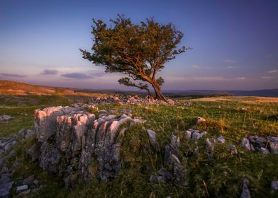 Hawthorn tree Ystradfellte