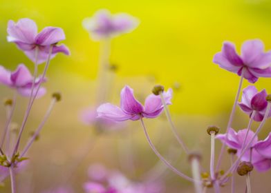 Japanese anemone flowers