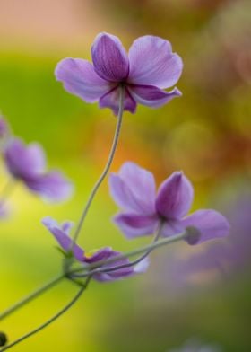 Japanese anemone flowers