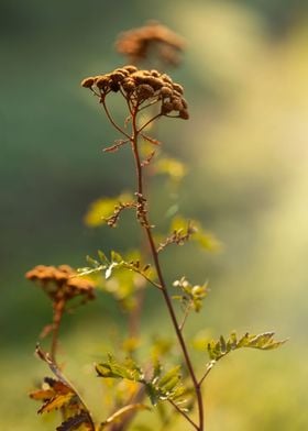 Meadow