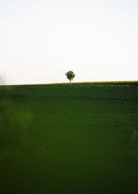 Lonely Tree on Horizon