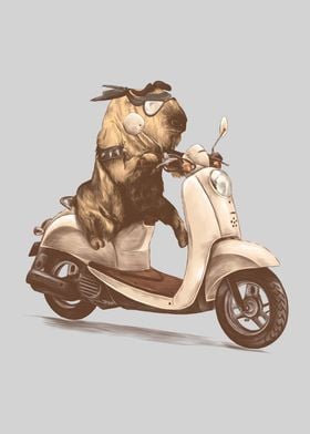 Bull rides a scooter