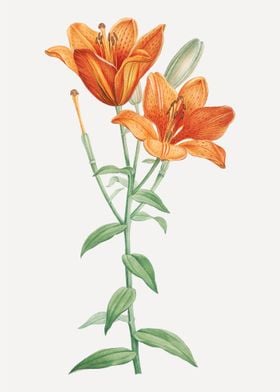 Orange Bulbous Lily 