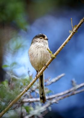 Aegithalos caudatus