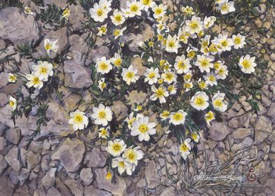 Alpine Flowers in Rocks