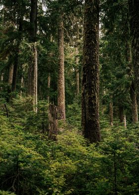 Green Forest