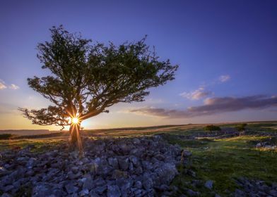 Sunshine hawthorn tree