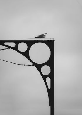 Minimalistic Pigeon Porto