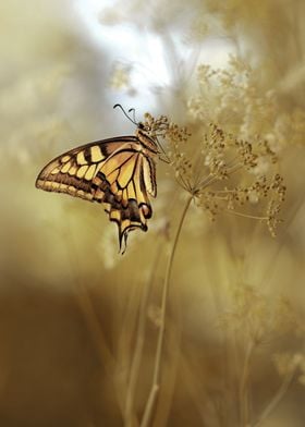 Swallowtail butterfly