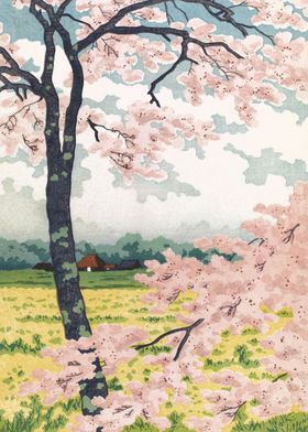 Cherry Blossom at Nekata