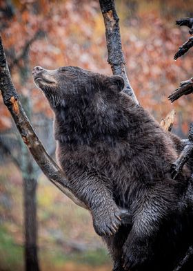 Bear in the rain