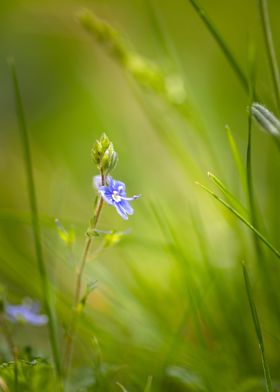 A tiny blue wildflower