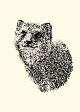 Black and White Mongoose Illustration