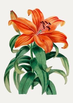 Orange Lily Flower