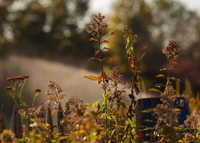 Autumn garden