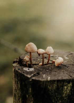 mushrooms from tree stumps