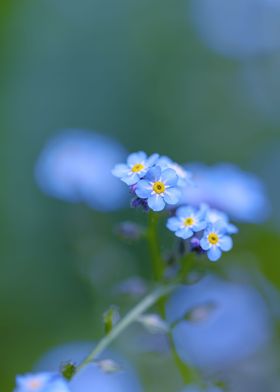 Blue forget me not flower