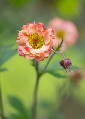 Orange yellow geum flowers