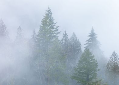 Trees in Fog