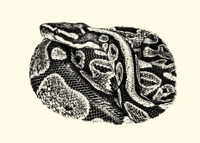 Python Snake Illustration