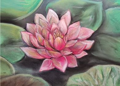 Pink Lotus