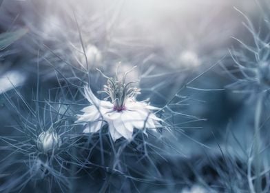 Delicate White Nigella Flower