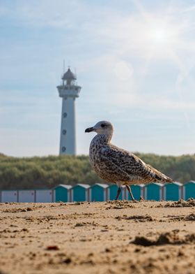 Seagull on Beach with Lighthouse