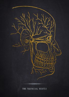 Trigeminal Nerve Anatomy