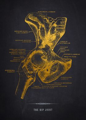 Hip Joint Anatomy Illustra