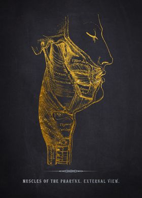 Pharynx Muscles Anatomy