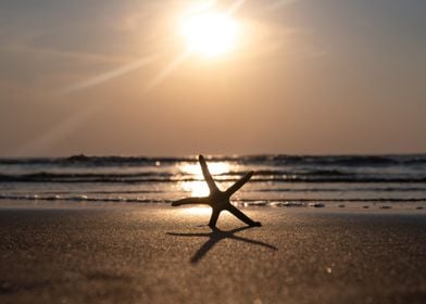 The starfish on the beach