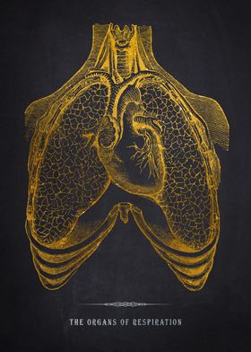 Golden Lungs Anatomy