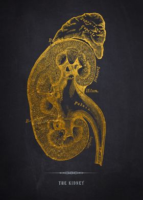 Gold Kidney Anatomy Print