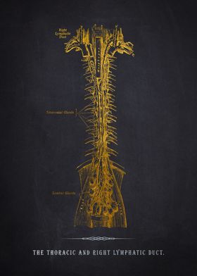 Thoracic Lymphatic Duct