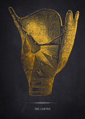 Gold Larynx Anatomy Print