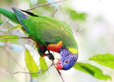 Curious parrot