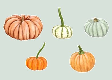 Pumpkins and squashes