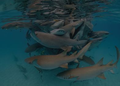 Nurse Shark Ball in Maldives