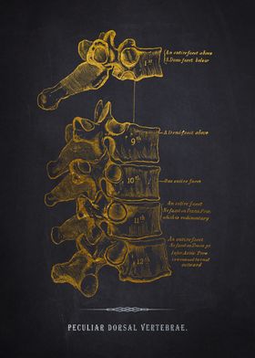 Dorsal Vertebrae Anatomy