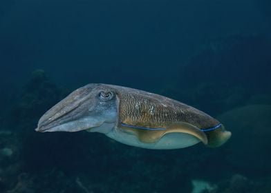 Cuttlefish Gliding In Oman