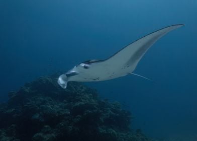 Manta Ray At Maldives Spa