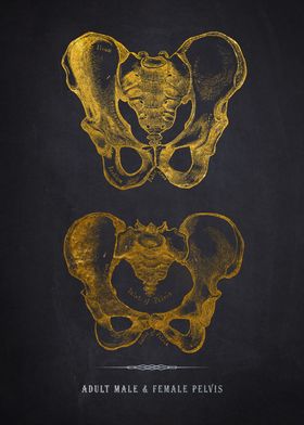 Male & Female Pelvis Anato