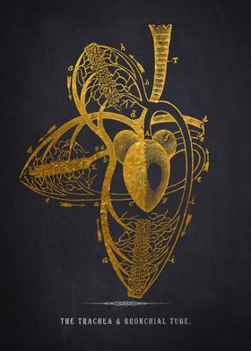 Gold Anatomical Heart Prin