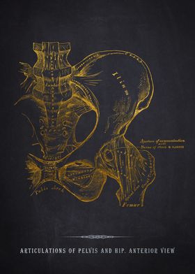 Pelvis and Hip Anatomy