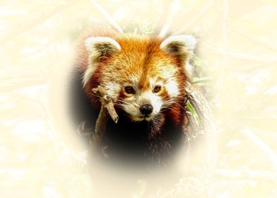 Red Panda Close-Up