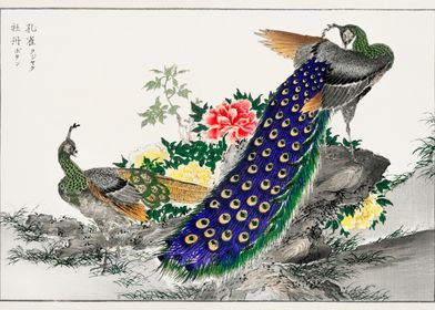 Peacocks and Peony by Numata Kashu Japanese Ukiyo-e