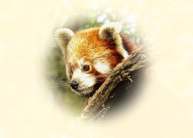 Red Panda on Branch