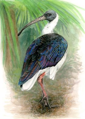 Straw Necked Ibis