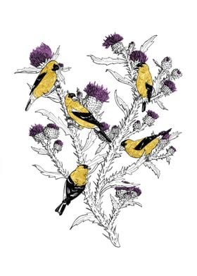 Goldfinches in Thistle