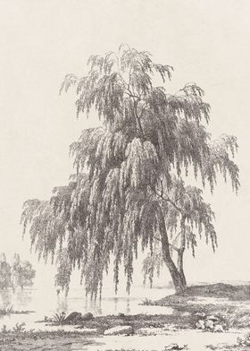 Weeping Willow Tree Sketch